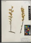 Foto von Salix pellita (Andersson) Bebb